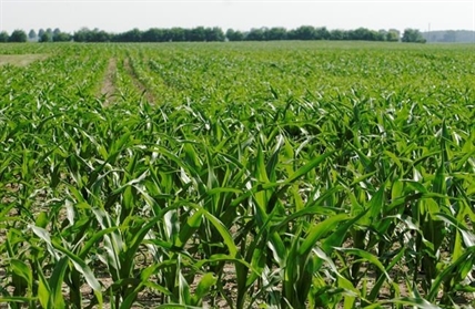 Researchers find a tiny organism has the power to reduce a persistent greenhouse gas in farm fields | iNFOnews.ca Researchers find a tiny organism has the power to reduce a persistent greenhouse gas in farm fields | iNFOnews.ca