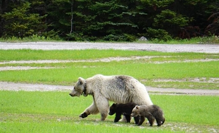 Rare white grizzly Nakoda and her cubs die in separate crashes in BC's Yoho park | iNFOnews.ca