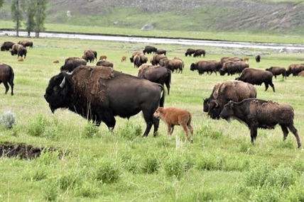 Move over grizzlies and wolves: Yellowstone visitors hope to catch a glimpse of rare white buffalo | iNFOnews.ca
