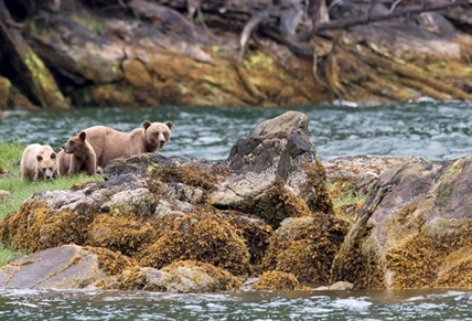 Fines for illegal hunting and fishing more than double in BC | iNFOnews.ca