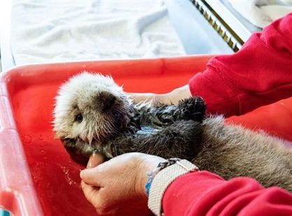 Rescuers 'cautiously optimistic' about survival of weeks-old B.C. sea otter pup | iNFOnews.ca Rescuers 'cautiously optimistic' about survival of weeks-old B.C. sea otter pup | iNFOnews.ca