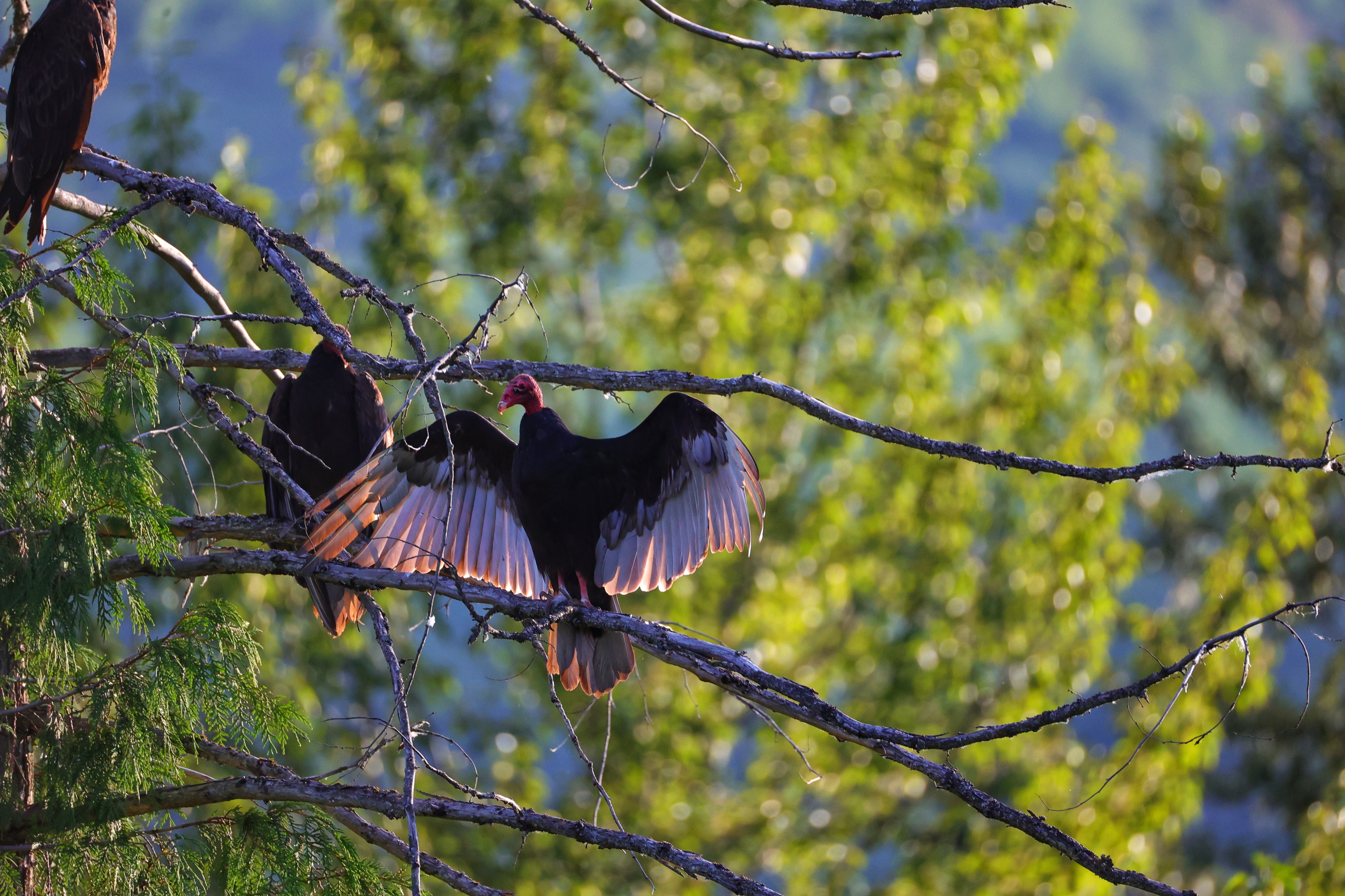 iN PHOTOS: Thompson-Okanagan home to strange looking turkey vultures | iNFOnews.ca