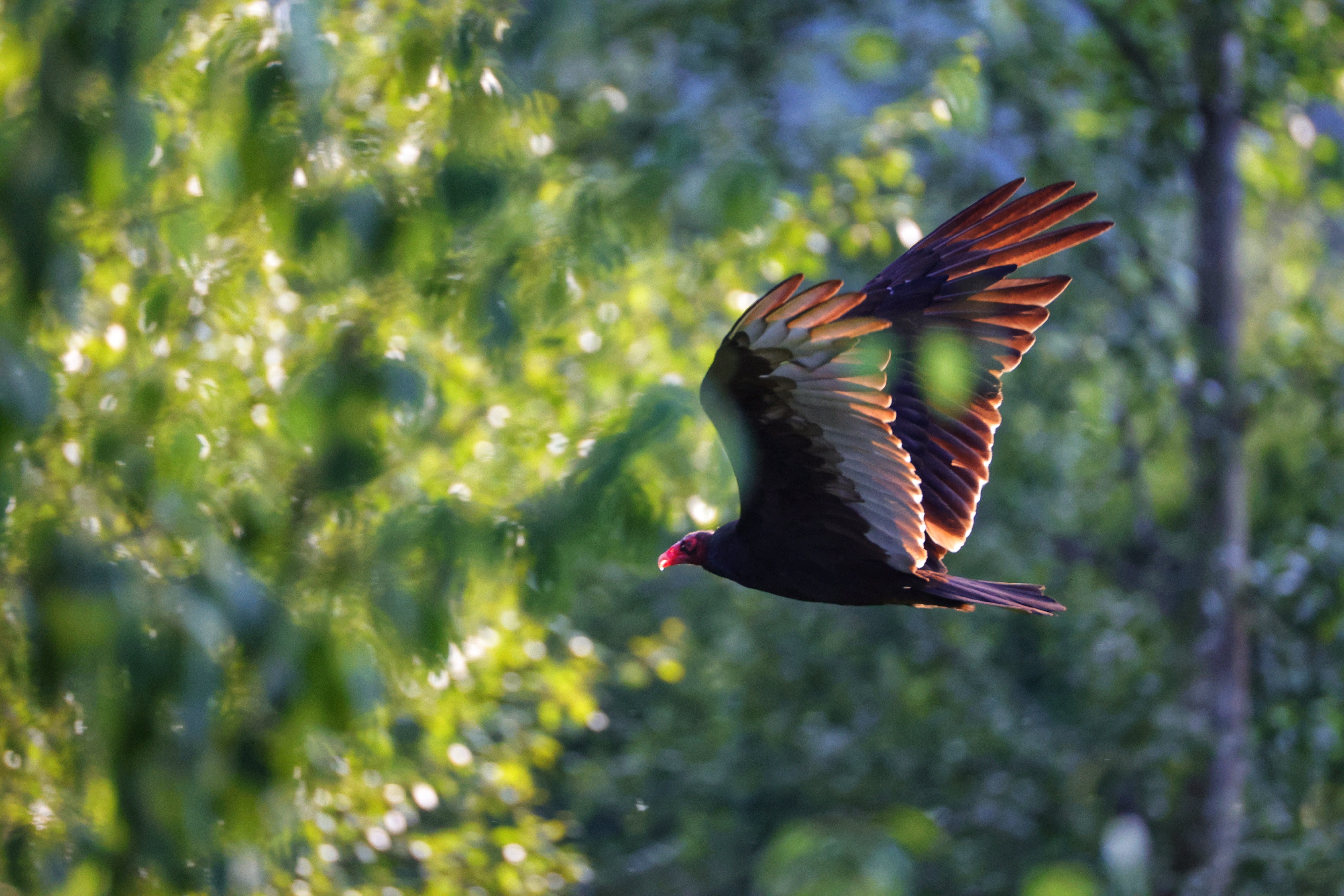 iN PHOTOS: Thompson-Okanagan home to strange looking turkey vultures | iNFOnews.ca