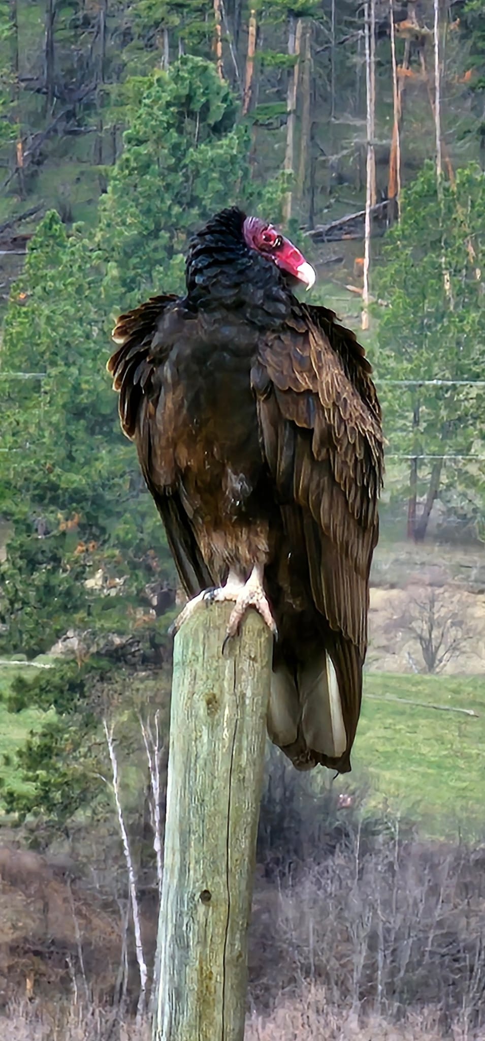 iN PHOTOS: Thompson-Okanagan home to strange looking turkey vultures | iNFOnews.ca