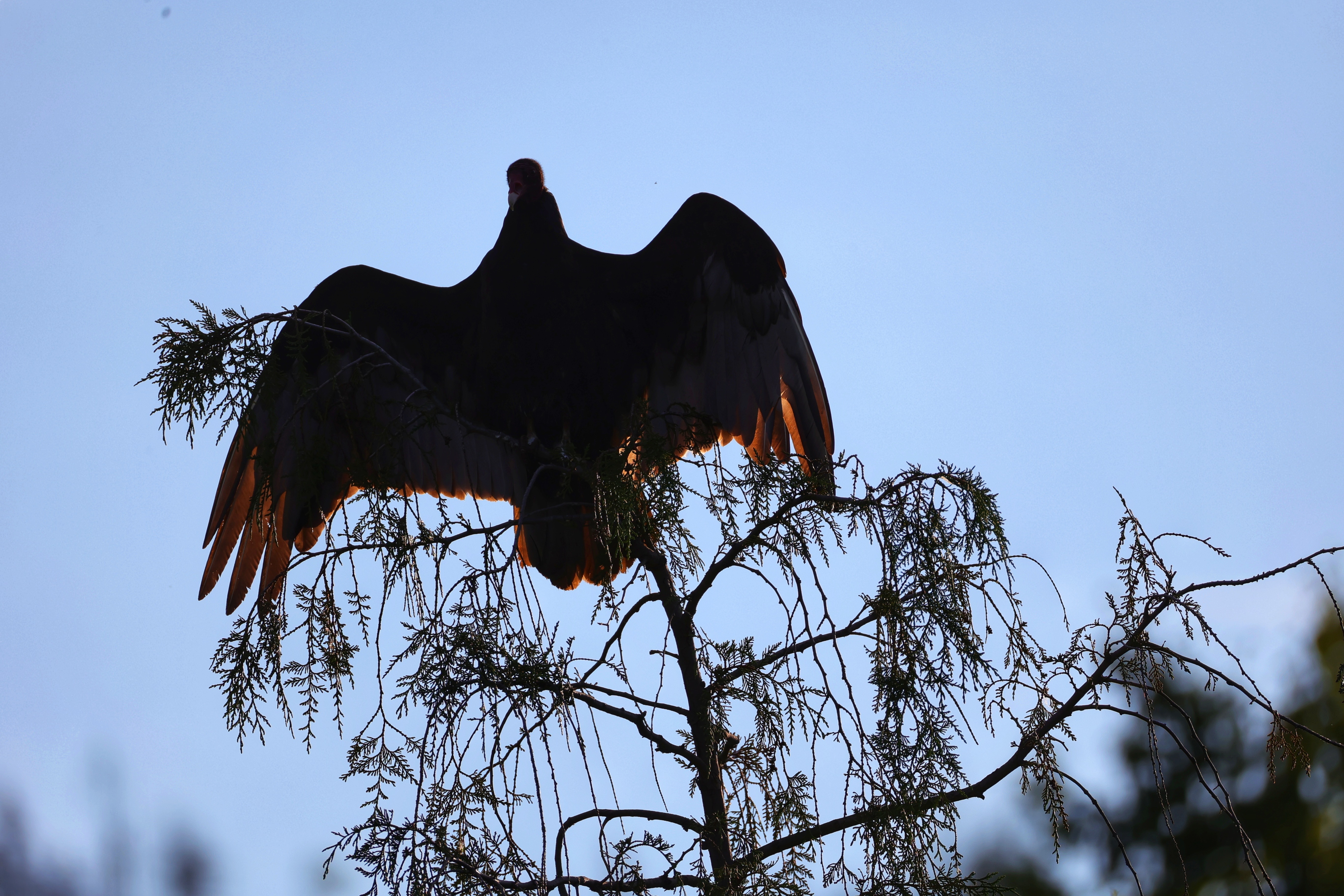 iN PHOTOS: Thompson-Okanagan home to strange looking turkey vultures | iNFOnews.ca