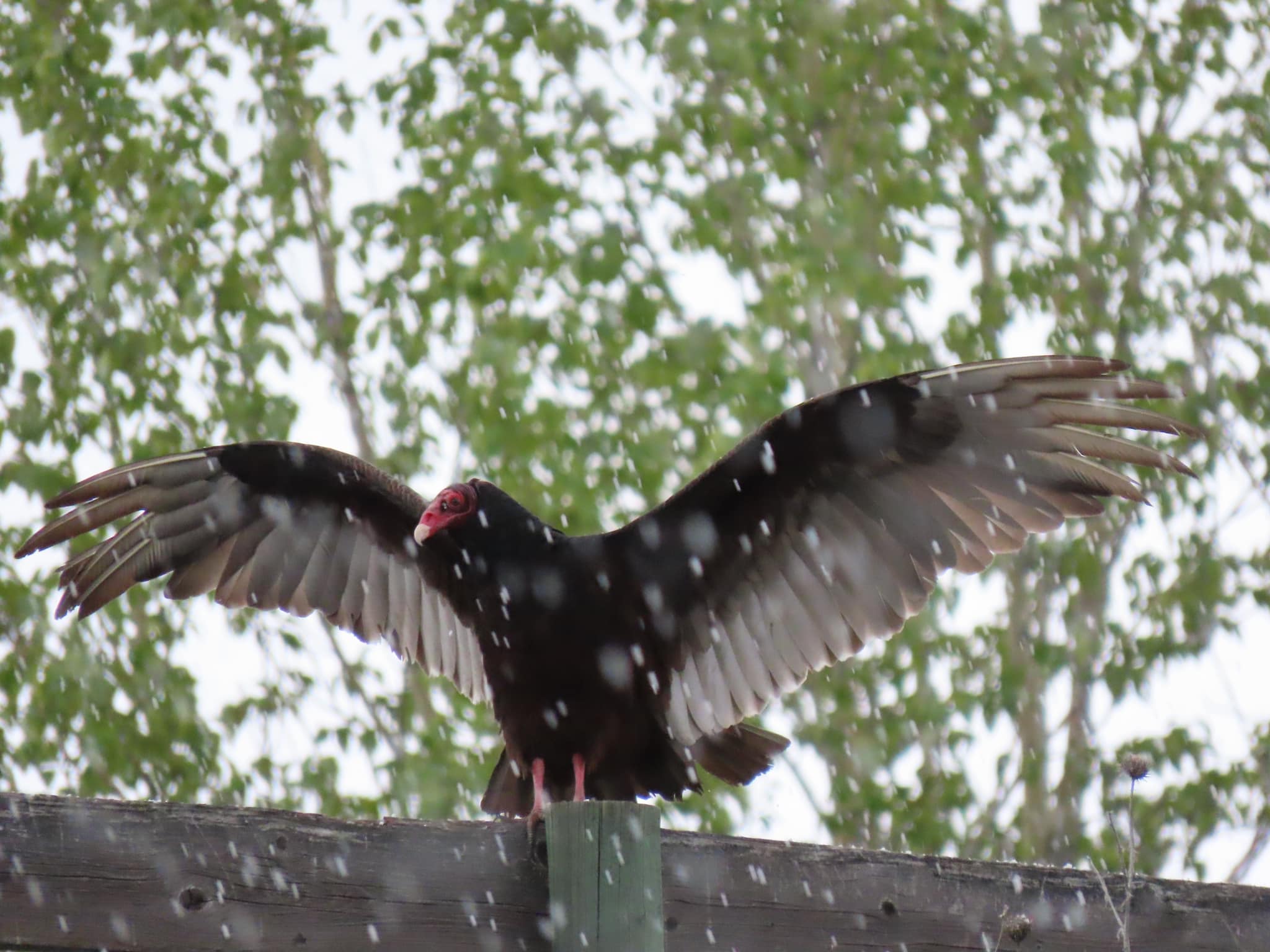 iN PHOTOS: Thompson-Okanagan home to strange looking turkey vultures | iNFOnews.ca