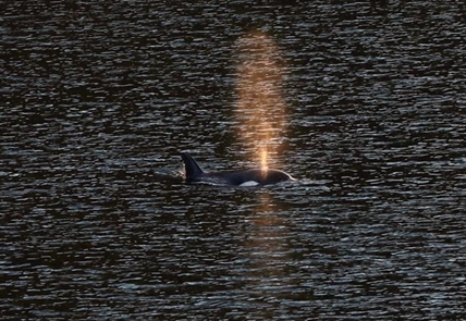Whale researcher says orphan orca 'likely' seen off Vancouver Island at Friendly Cove | iNFOnews.ca Whale researcher says orphan orca 'likely' seen off Vancouver Island at Friendly Cove | iNFOnews.ca