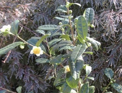 Keep your kettle whistling all year round by growing your own tea plants | iNFOnews.ca
