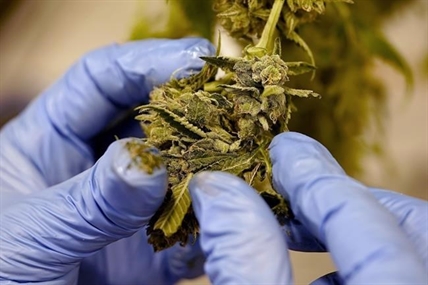 Kentucky Gov. Andy Beshear endorses federal effort to reclassify marijuana as a less dangerous drug | iNFOnews.ca