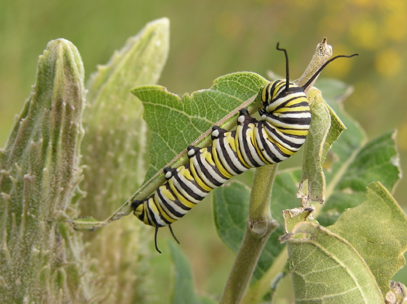 Loss of milkweed linked to plummeting number of monarch butterflies: study | iNFOnews.ca Loss of milkweed linked to plummeting number of monarch butterflies: study | iNFOnews.ca