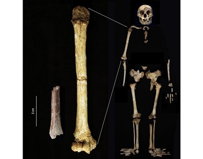 Fossils suggest even smaller ‘hobbits’ roamed an Indonesian island 700,000 years ago | iNFOnews.ca