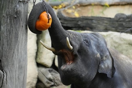 Ottawa calls $8-million price tag for elephant and great ape captivity bill speculative, premature | iNFOnews.ca Ottawa calls $8-million price tag for elephant and great ape captivity bill speculative, premature | iNFOnews.ca