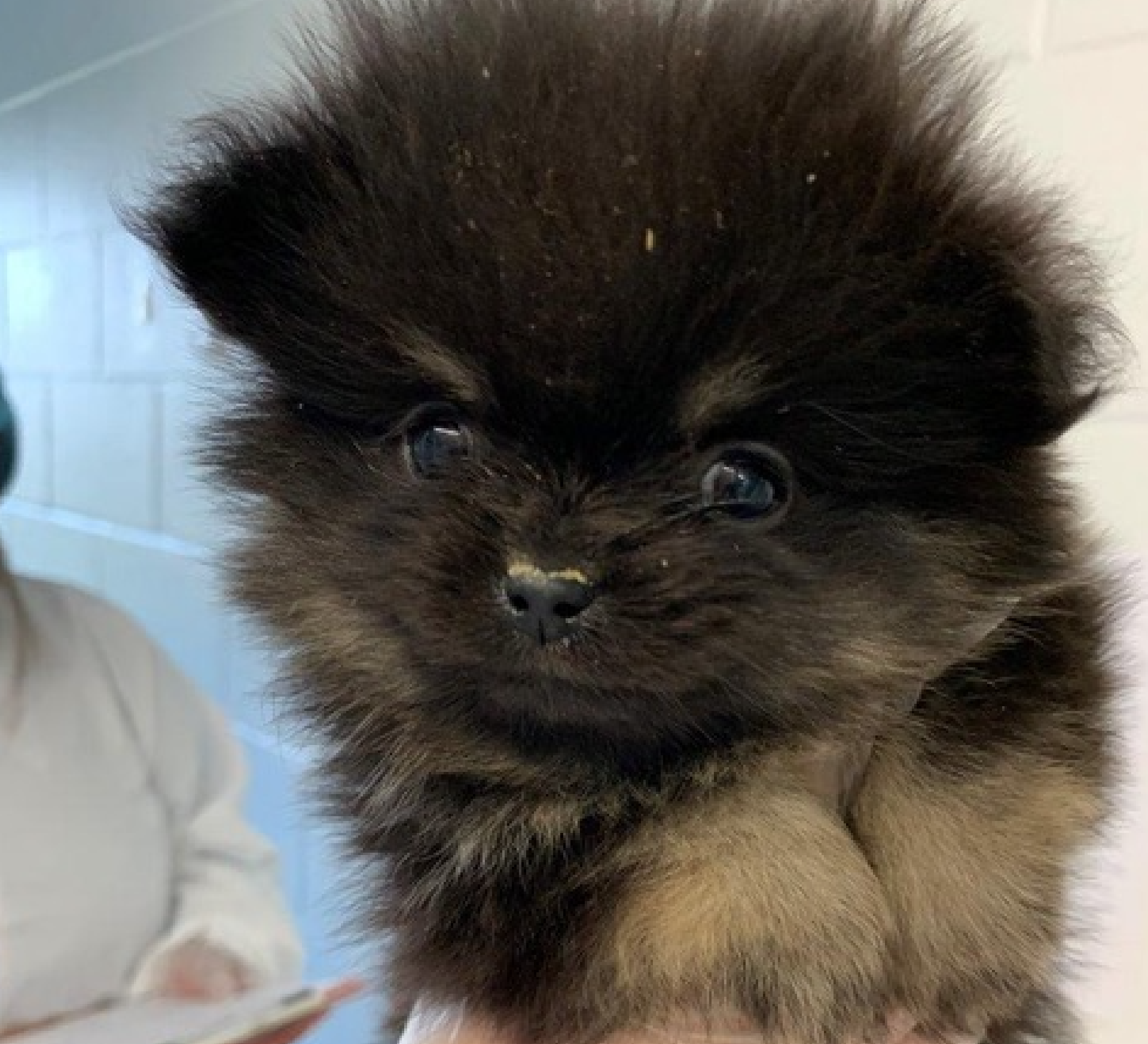 32 Pomeranian dogs seized from breeder in Vernon | iNFOnews.ca 32 Pomeranian dogs seized from breeder in Vernon | iNFOnews.ca