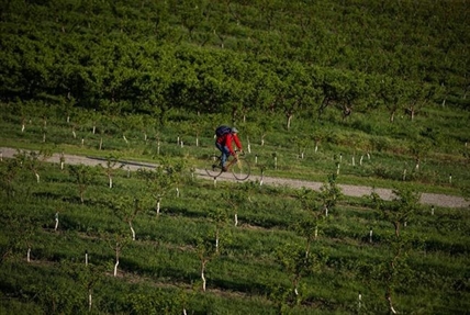 B.C. Tree Fruits, $58 million in debt, files for creditor protection | iNFOnews.ca B.C. Tree Fruits, $58 million in debt, files for creditor protection | iNFOnews.ca