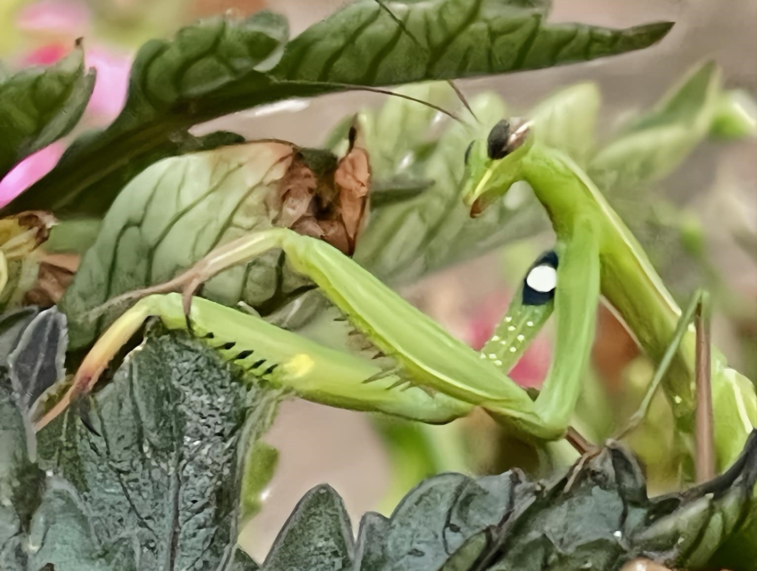 iN PHOTOS: Bizarre-looking insects in Thompson-Okanagan | iNFOnews.ca