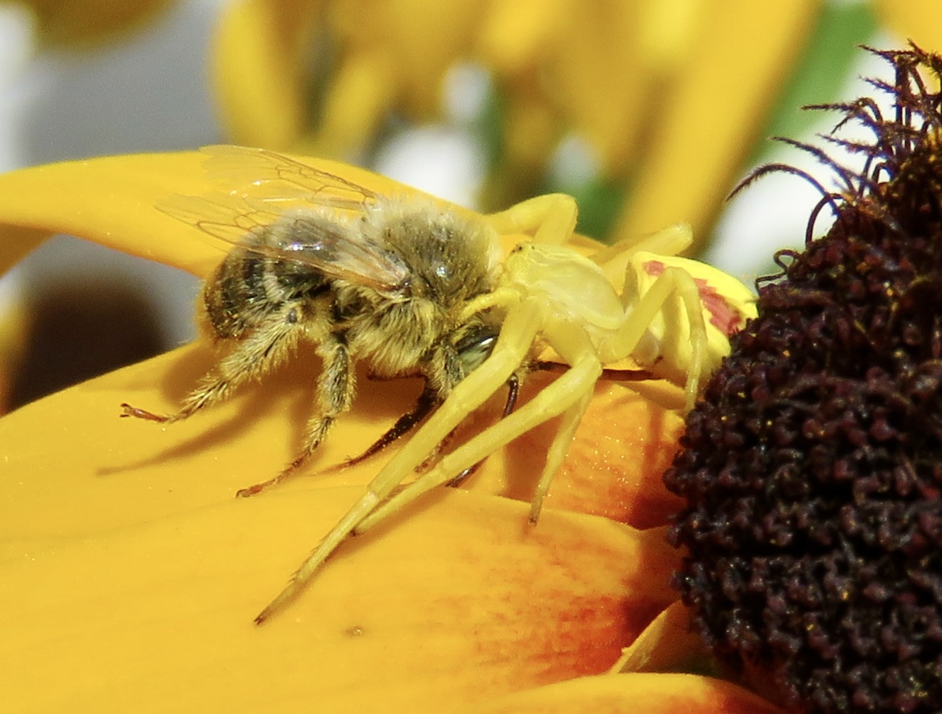 iN PHOTOS: Bizarre-looking insects in Thompson-Okanagan | iNFOnews.ca