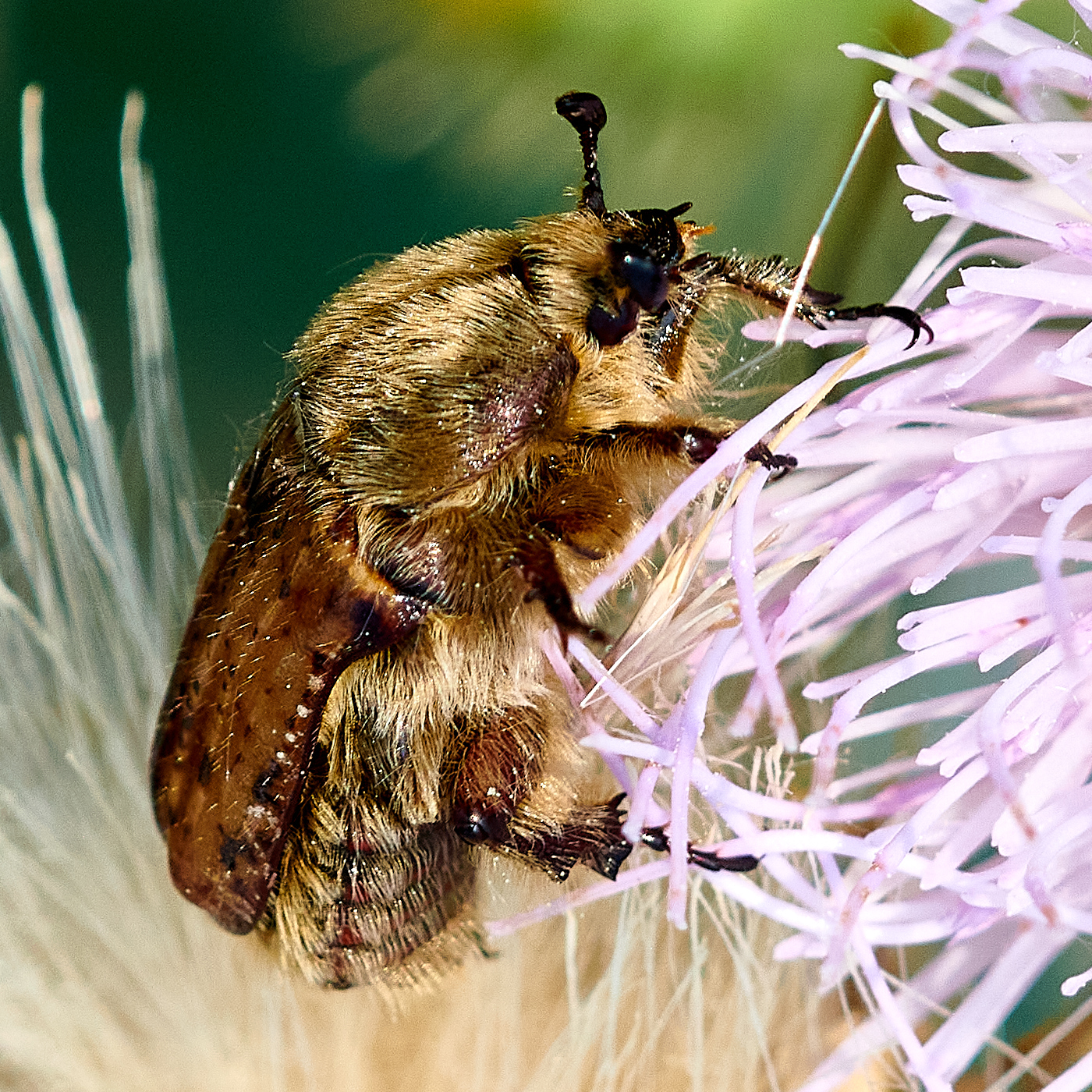 iN PHOTOS: Bizarre-looking insects in Thompson-Okanagan | iNFOnews.ca