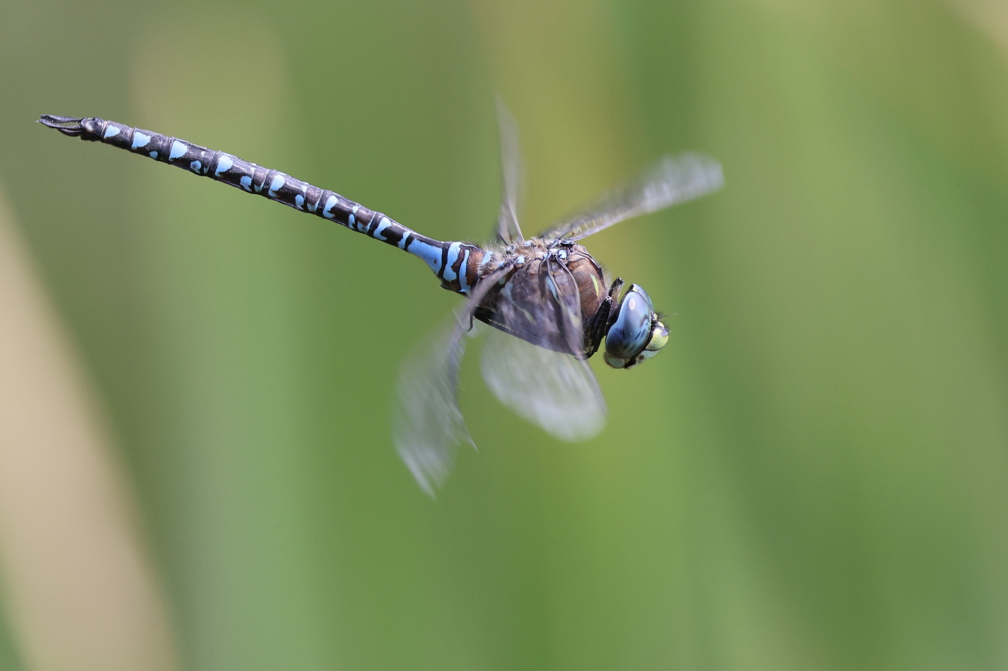 iN PHOTOS: Bizarre-looking insects in Thompson-Okanagan | iNFOnews.ca