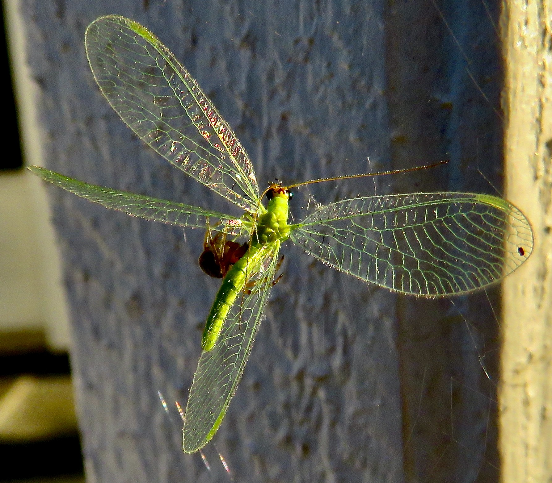 iN PHOTOS: Bizarre-looking insects in Thompson-Okanagan | iNFOnews.ca