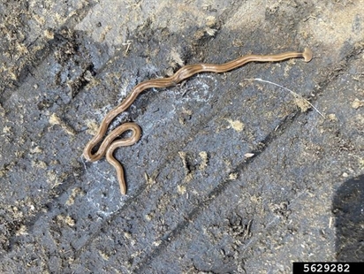 Hammerheads (the garden variety) pose a threat to earthworms | iNFOnews.ca Hammerheads (the garden variety) pose a threat to earthworms | iNFOnews.ca