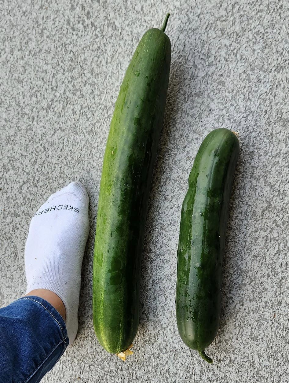 iN PHOTOS: Supersized vegetables crop up in Kamloops, Okanagan gardens | iNFOnews.ca