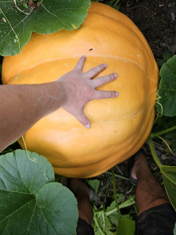 iN PHOTOS: Supersized vegetables crop up in Kamloops, Okanagan gardens | iNFOnews.ca