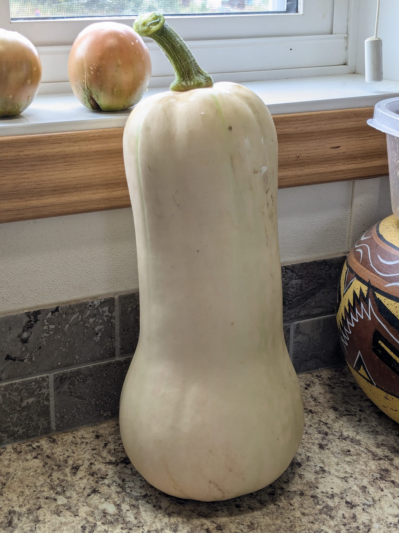 iN PHOTOS: Supersized vegetables crop up in Kamloops, Okanagan gardens | iNFOnews.ca