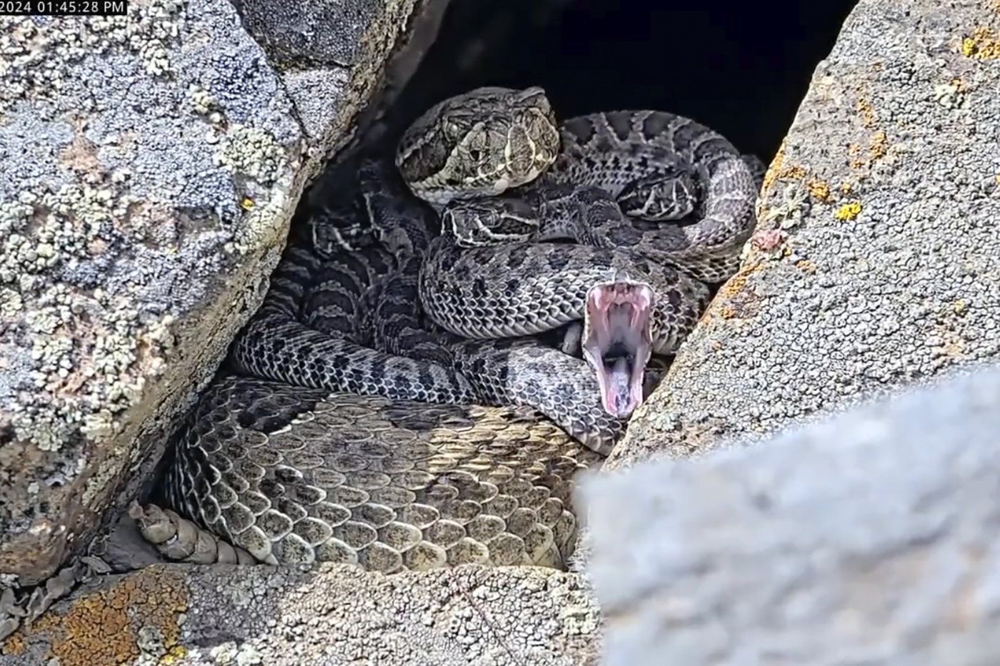 iN VIDEO: Newborn rattlesnakes at a Colorado 'mega den' are making their live debut | iNFOnews.ca iN VIDEO: Newborn rattlesnakes at a Colorado 'mega den' are making their live debut | iNFOnews.ca