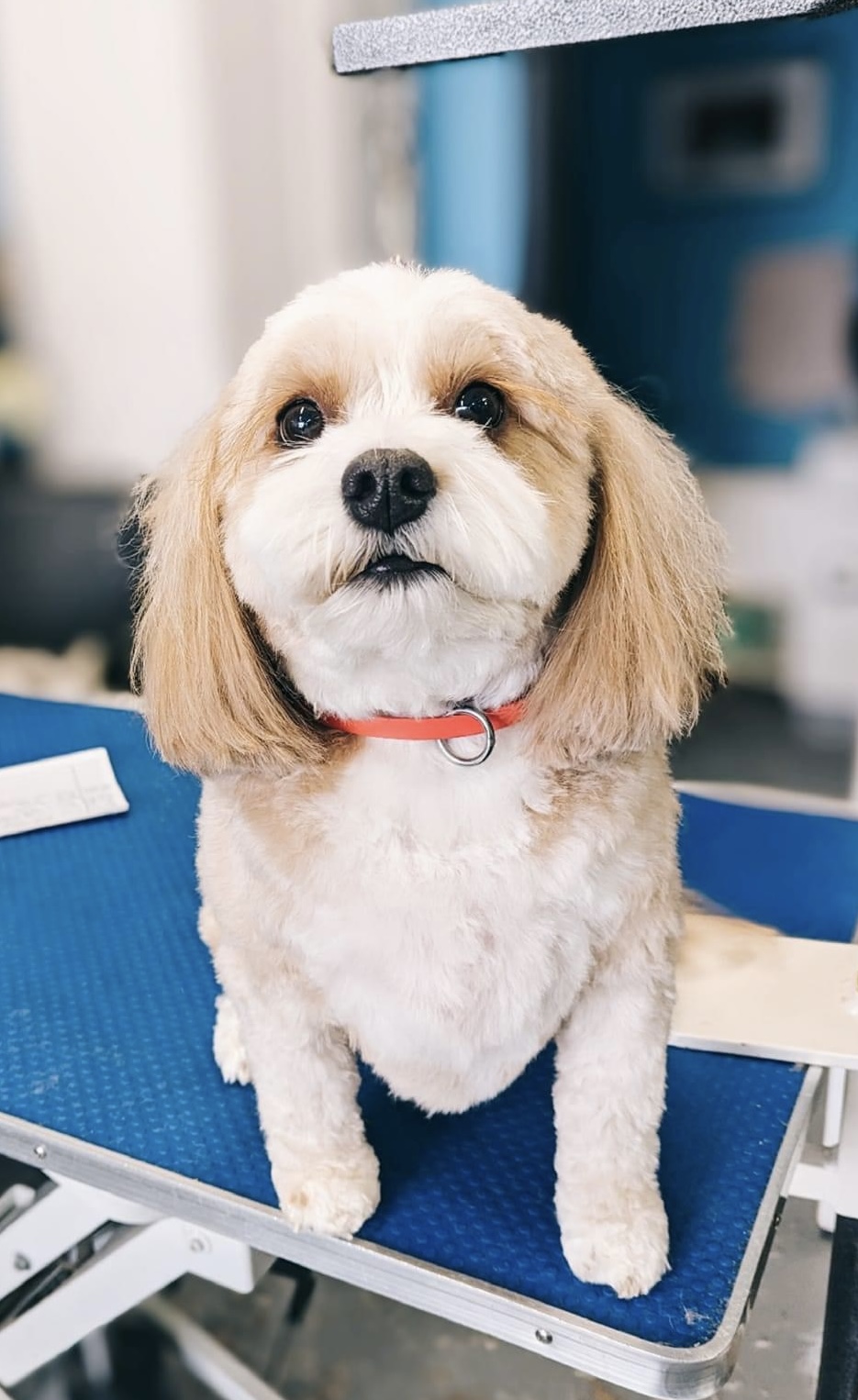 Pawlished Pets Are Healthier Pets | iNFOnews.ca Pawlished Pets Are Healthier Pets | iNFOnews.ca