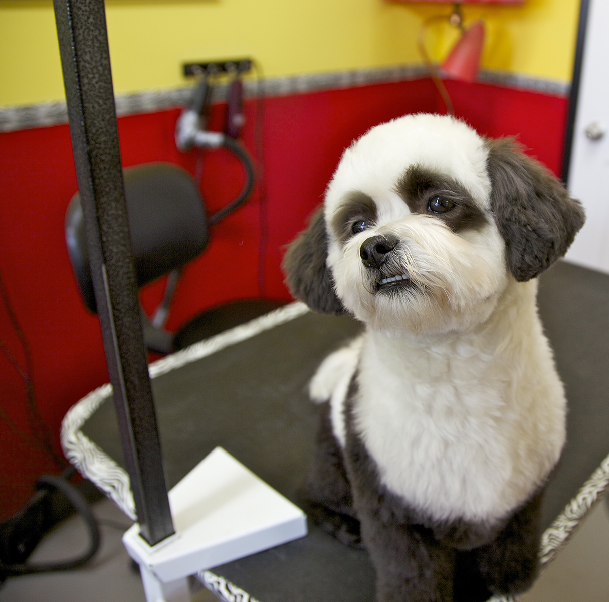 Pawlished Pets Are Healthier Pets | iNFOnews.ca Pawlished Pets Are Healthier Pets | iNFOnews.ca