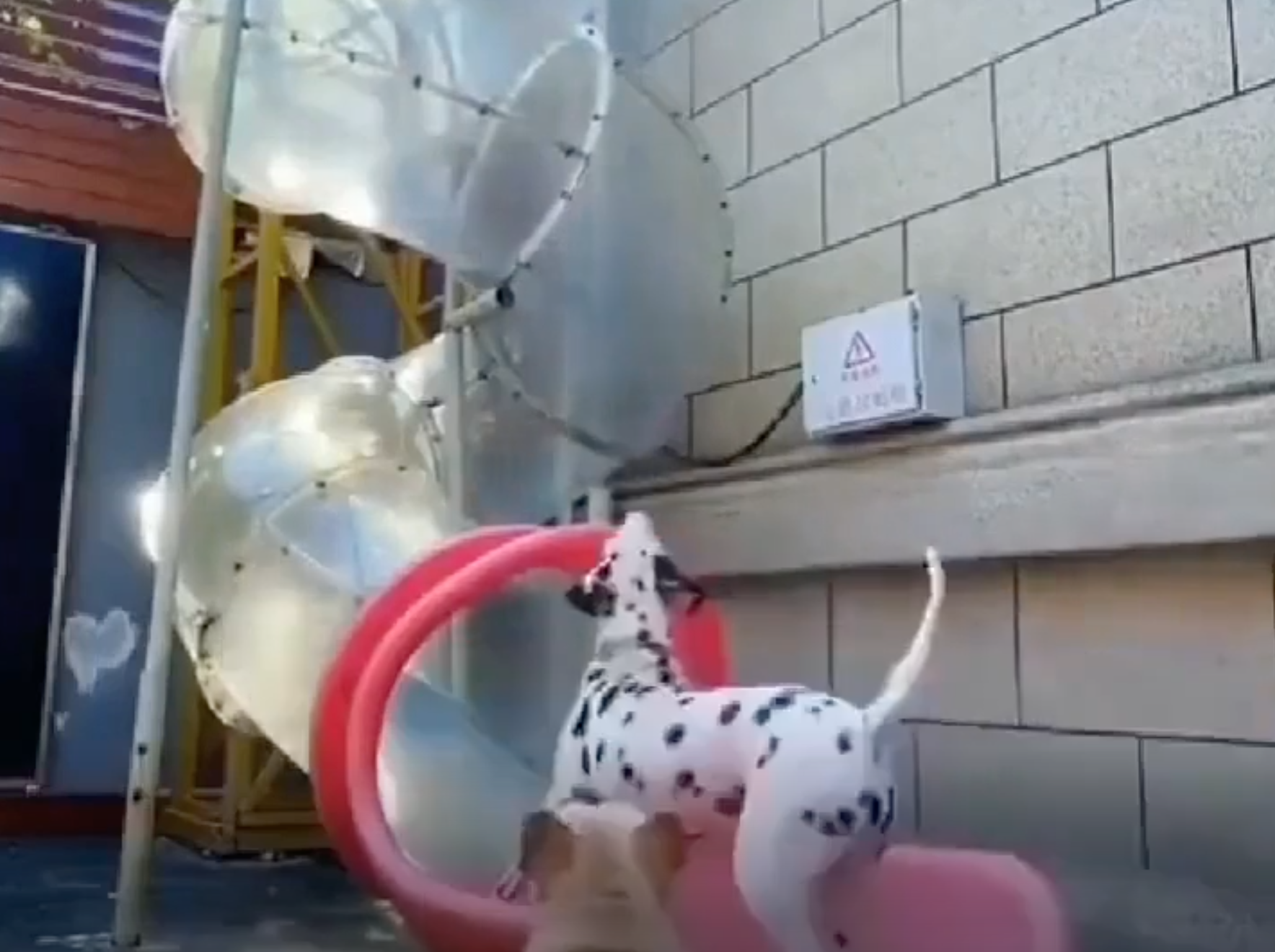 TRENDING NOW: Playful pooches loving a slide | iNFOnews.ca