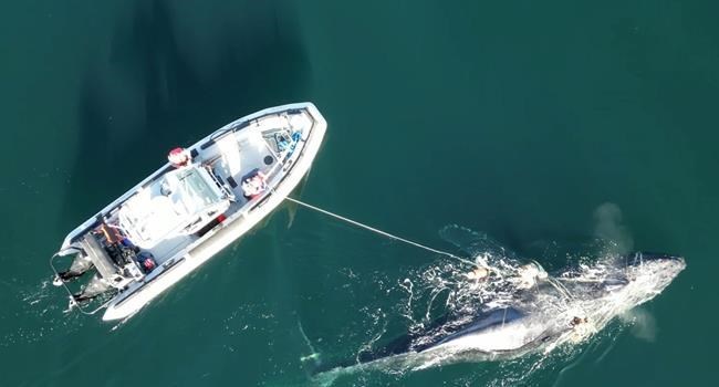Four-day rescue operation freed a humpback whale off northern B.C.: DFO | iNFOnews.ca Four-day rescue operation freed a humpback whale off northern B.C.: DFO | iNFOnews.ca