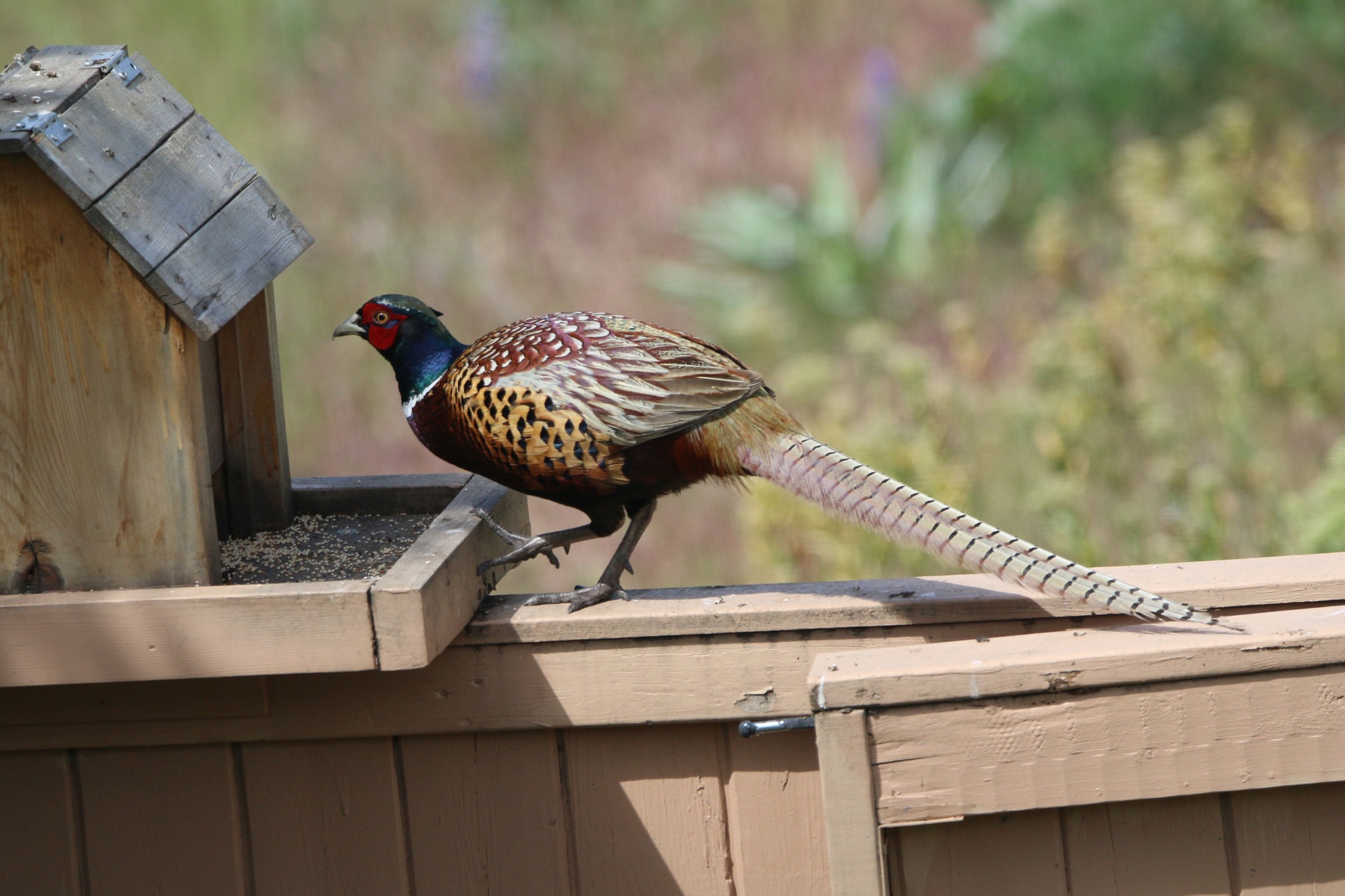 iN PHOTOS: Fun facts about ring-necked pheasants in Kamloops, Okanagan | iNFOnews.ca iN PHOTOS: Fun facts about ring-necked pheasants in Kamloops, Okanagan | iNFOnews.ca