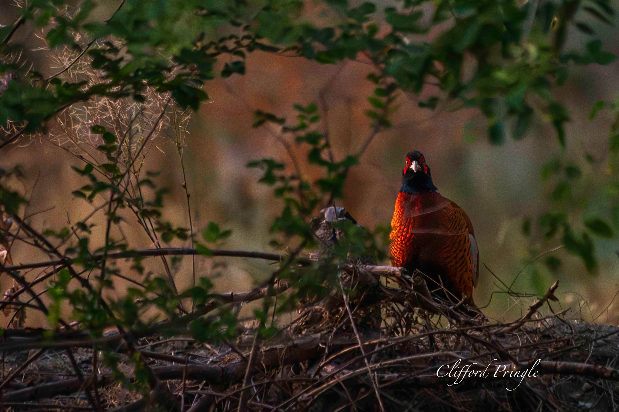iN PHOTOS: Fun facts about ring-necked pheasants in Kamloops, Okanagan | iNFOnews.ca iN PHOTOS: Fun facts about ring-necked pheasants in Kamloops, Okanagan | iNFOnews.ca