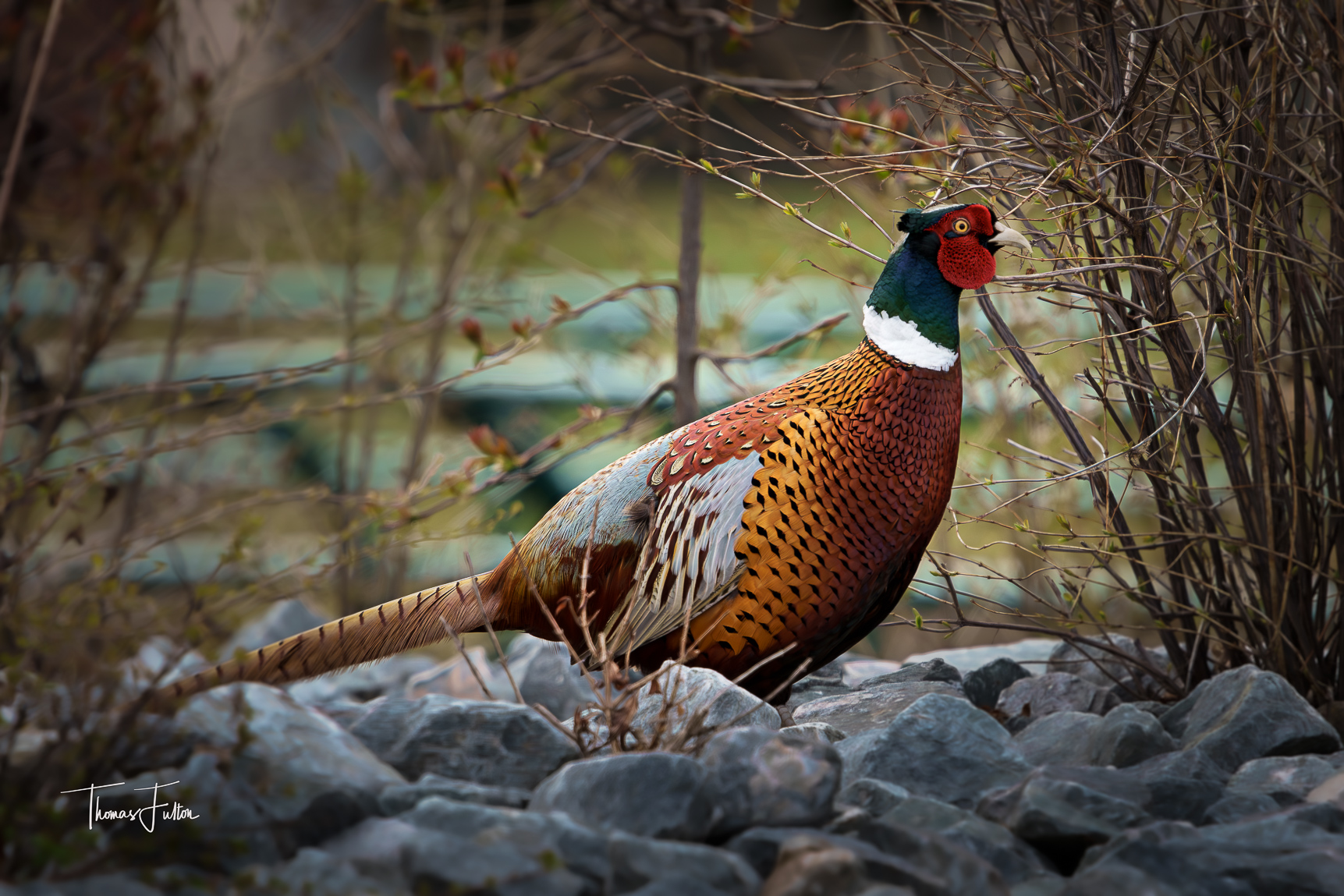 iN PHOTOS: Fun facts about ring-necked pheasants in Kamloops, Okanagan | iNFOnews.ca iN PHOTOS: Fun facts about ring-necked pheasants in Kamloops, Okanagan | iNFOnews.ca