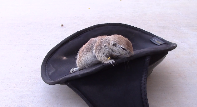 Ground squirrel saved with CPR | iNFOnews.ca Ground squirrel saved with CPR | iNFOnews.ca