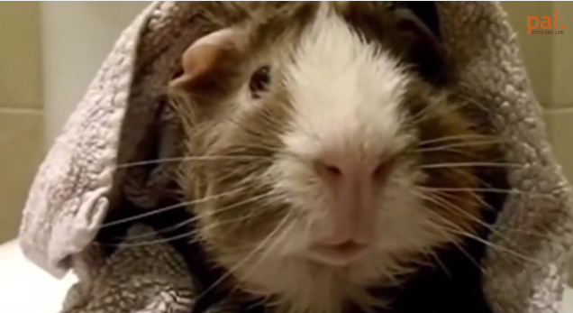 Interview with a guinea pig | iNFOnews.ca Interview with a guinea pig | iNFOnews.ca
