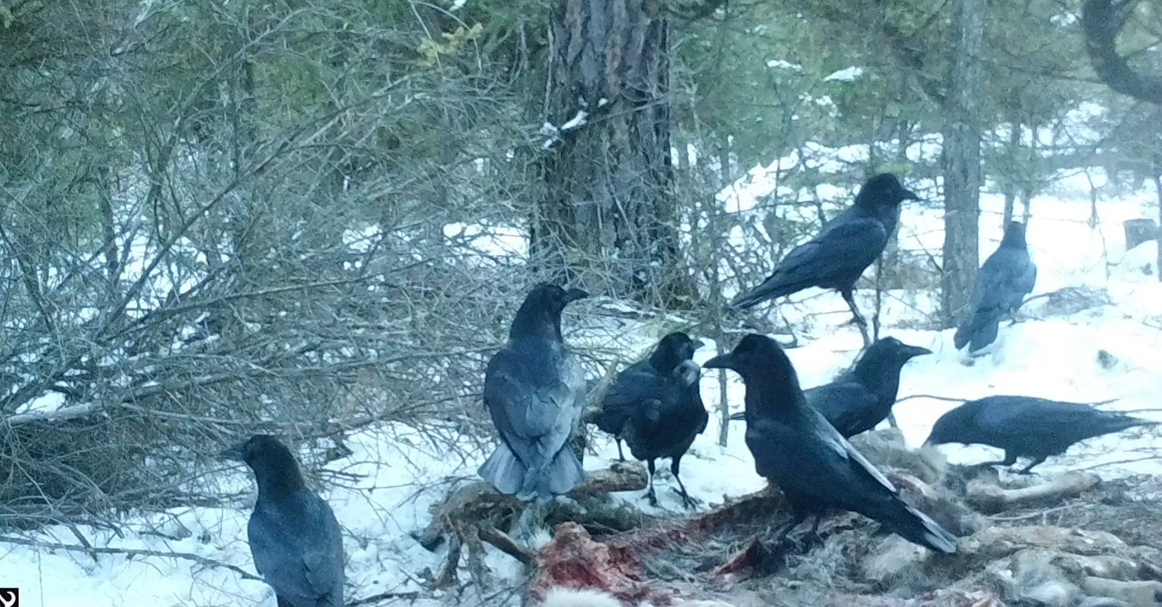 UBCO researchers study relationship between cougars, carrion and birds | iNFOnews.ca UBCO researchers study relationship between cougars, carrion and birds | iNFOnews.ca