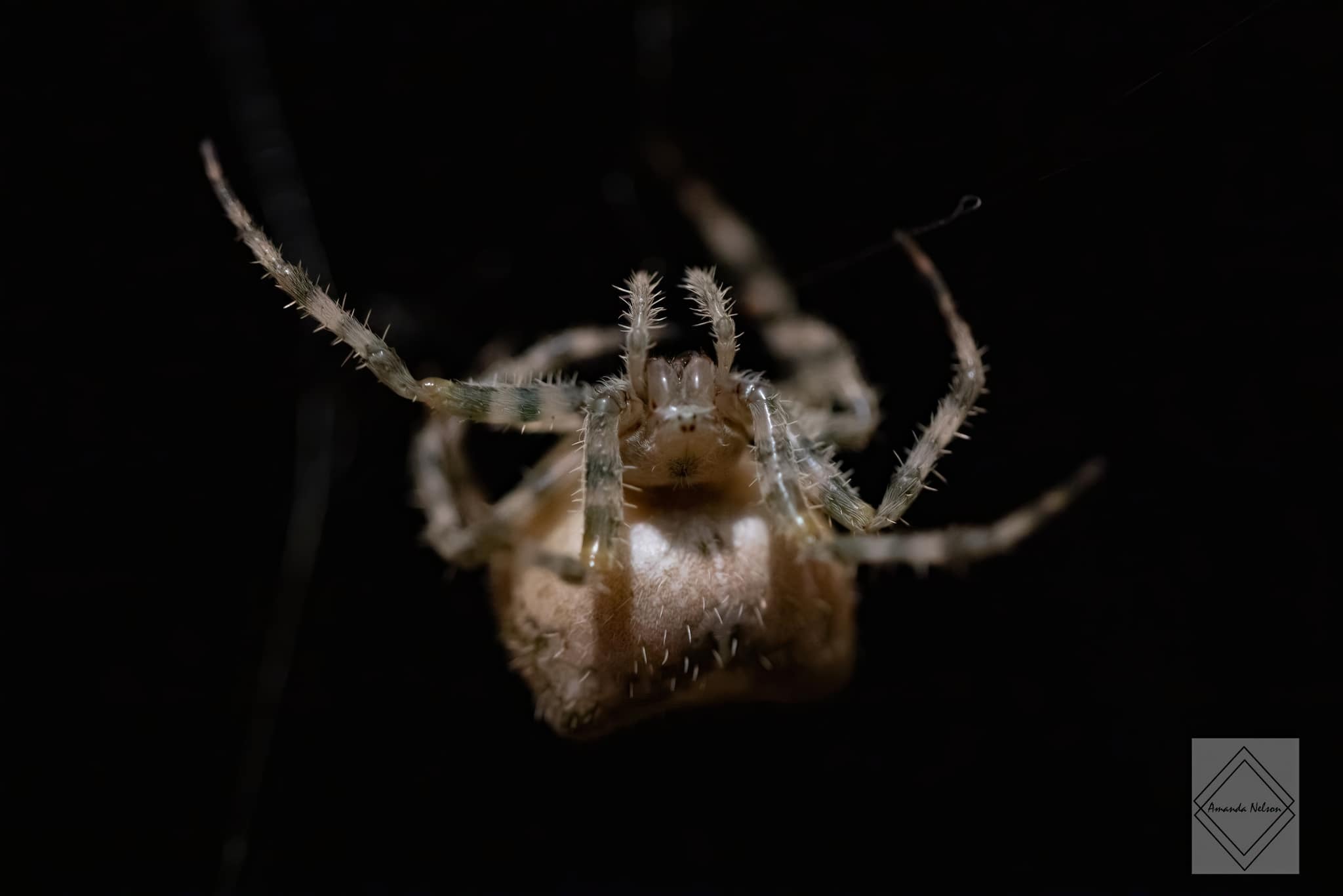 Cooling weather sends spiders into Kamloops and Okanagan homes | iNFOnews.ca