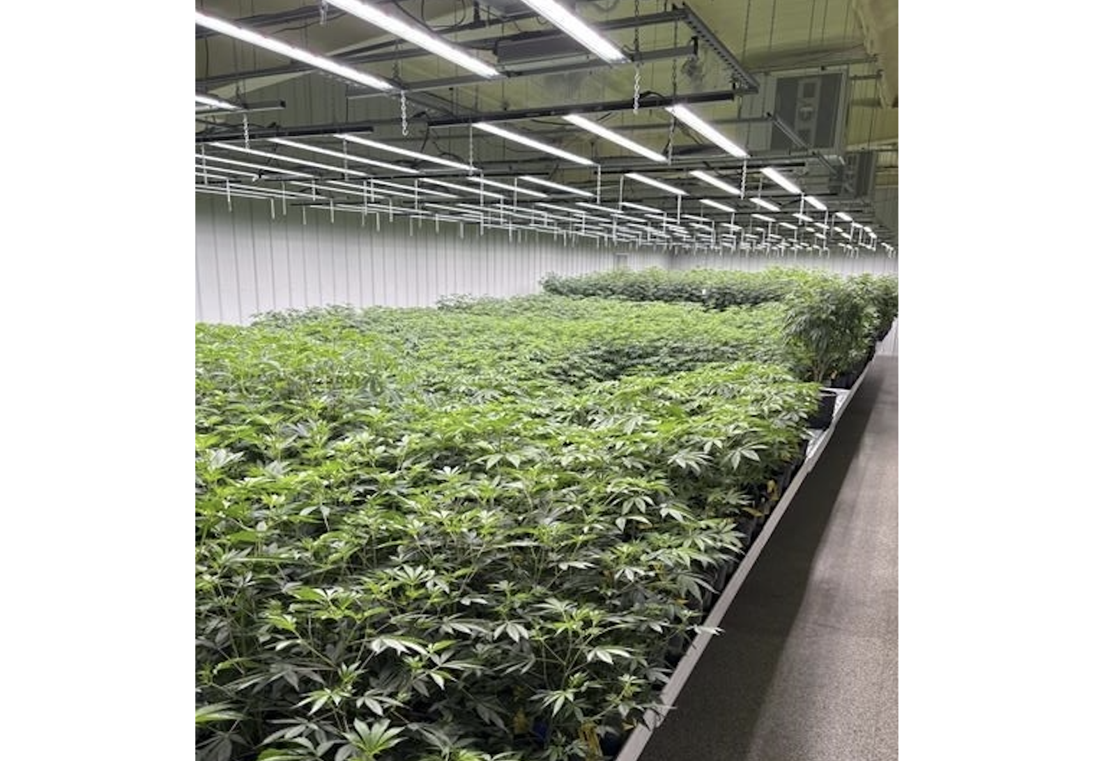 An Alabama judge appoints a mediator in a long-running medical marijuana dispute | iNFOnews.ca An Alabama judge appoints a mediator in a long-running medical marijuana dispute | iNFOnews.ca