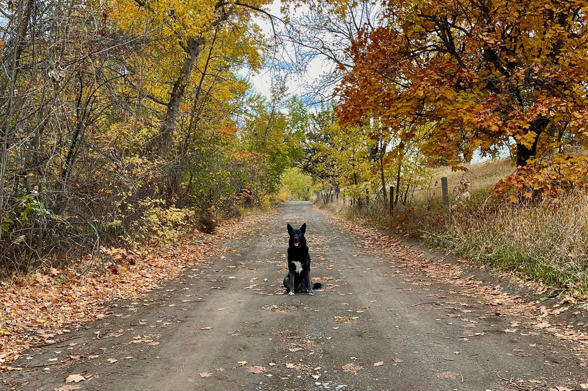 iN PHOTOS: Adorable dogs loving leaves in Kamloops, Okanagan | iNFOnews.ca