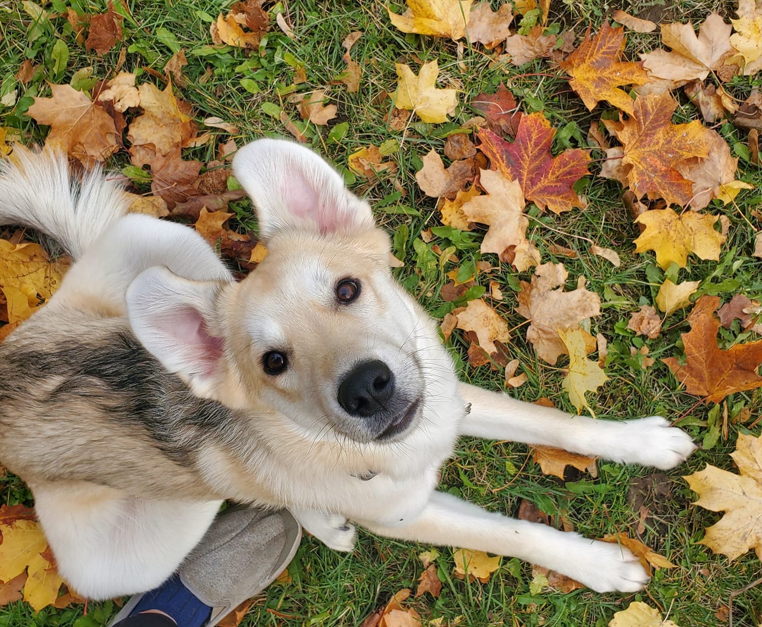 iN PHOTOS: Adorable dogs loving leaves in Kamloops, Okanagan | iNFOnews.ca