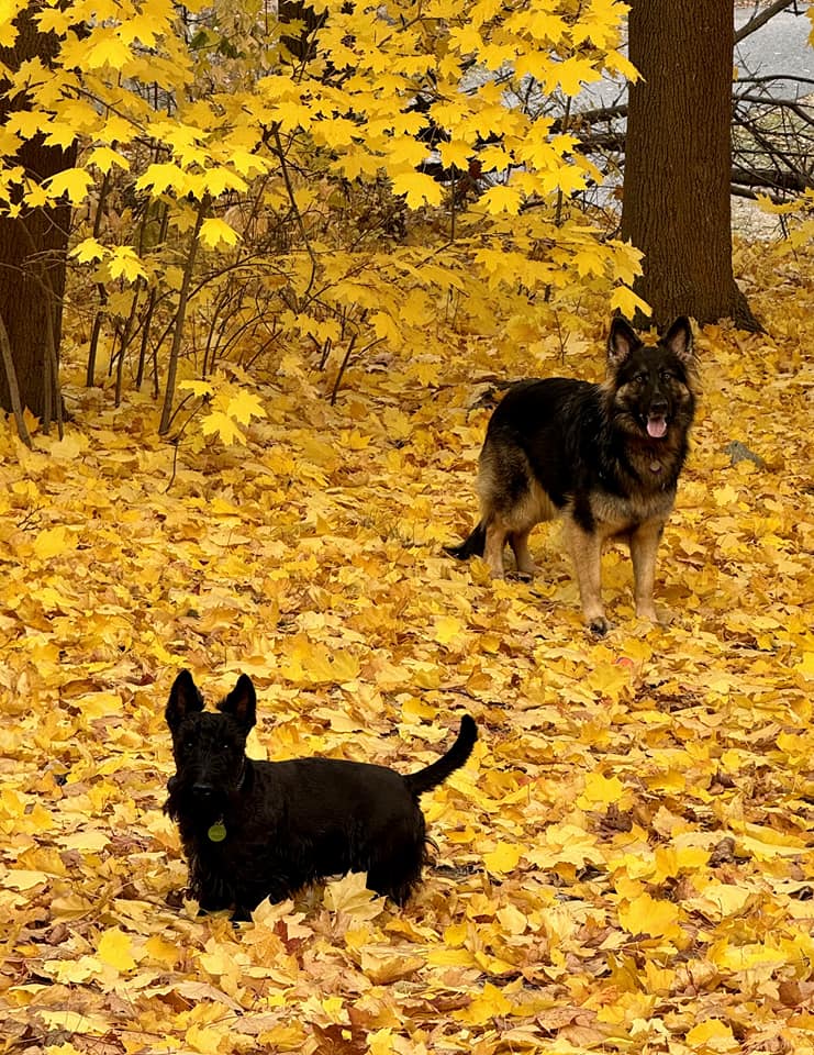 iN PHOTOS: Adorable dogs loving leaves in Kamloops, Okanagan | iNFOnews.ca