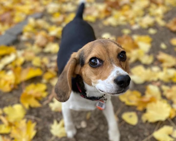 iN PHOTOS: Adorable dogs loving leaves in Kamloops, Okanagan | iNFOnews.ca