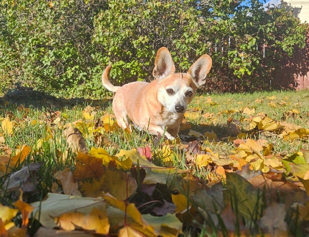iN PHOTOS: Adorable dogs loving leaves in Kamloops, Okanagan | iNFOnews.ca