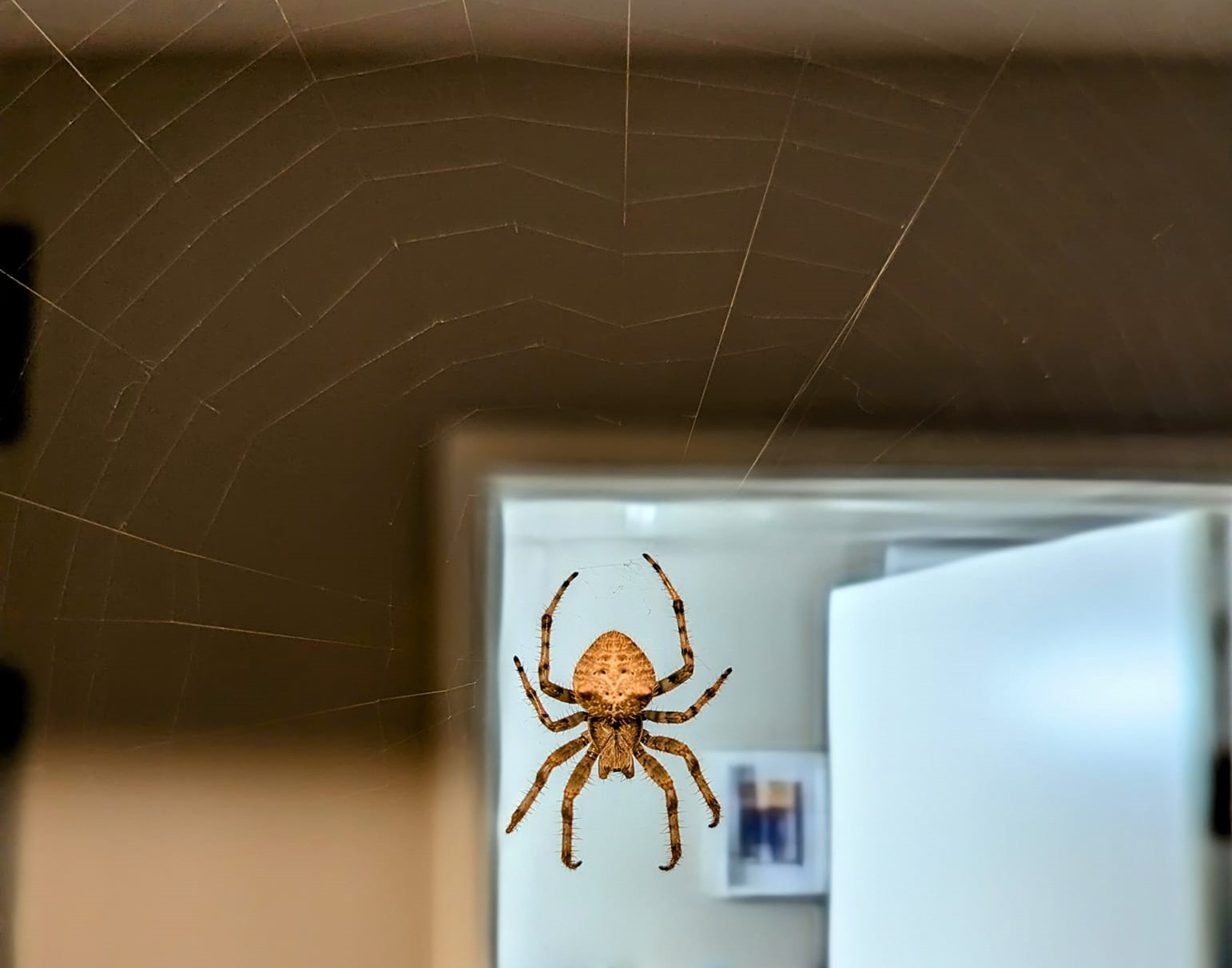 Meet the Kamloops man who cares for birds of prey, the creepiest of crawlies | iNFOnews.ca