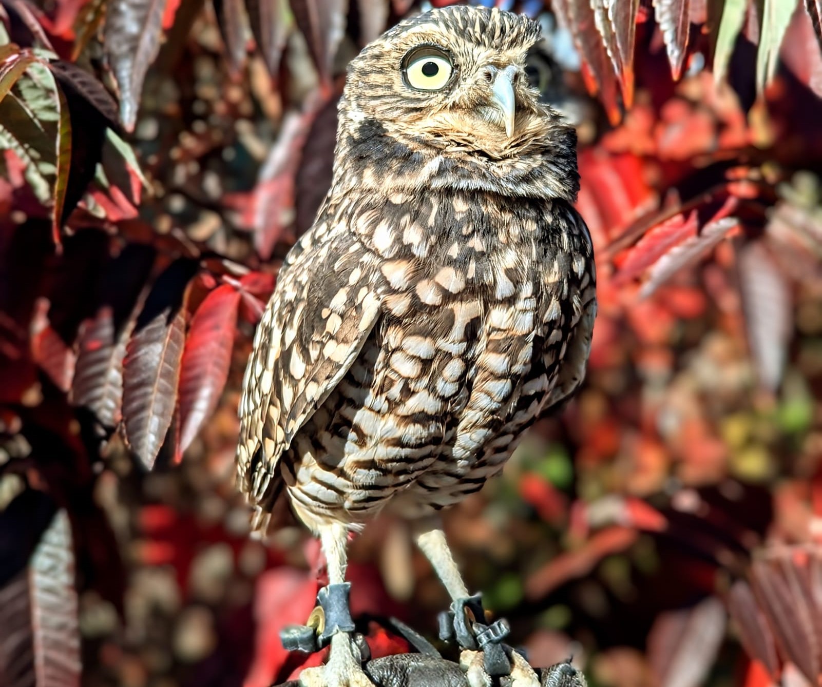 Meet the Kamloops man who cares for birds of prey, the creepiest of crawlies | iNFOnews.ca