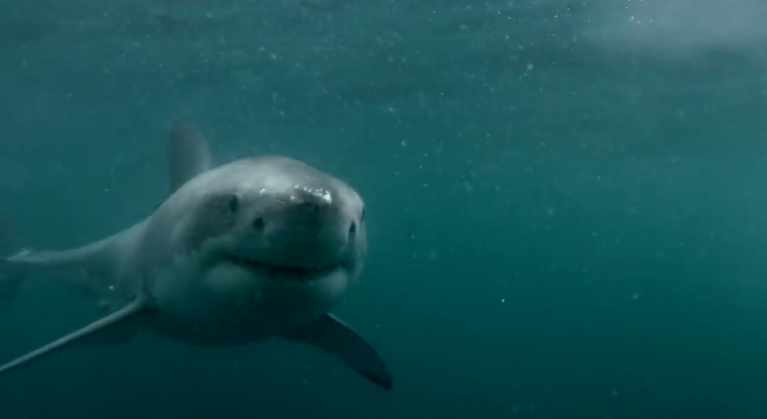 Shark attack video authenticity questioned | iNFOnews.ca Shark attack video authenticity questioned | iNFOnews.ca