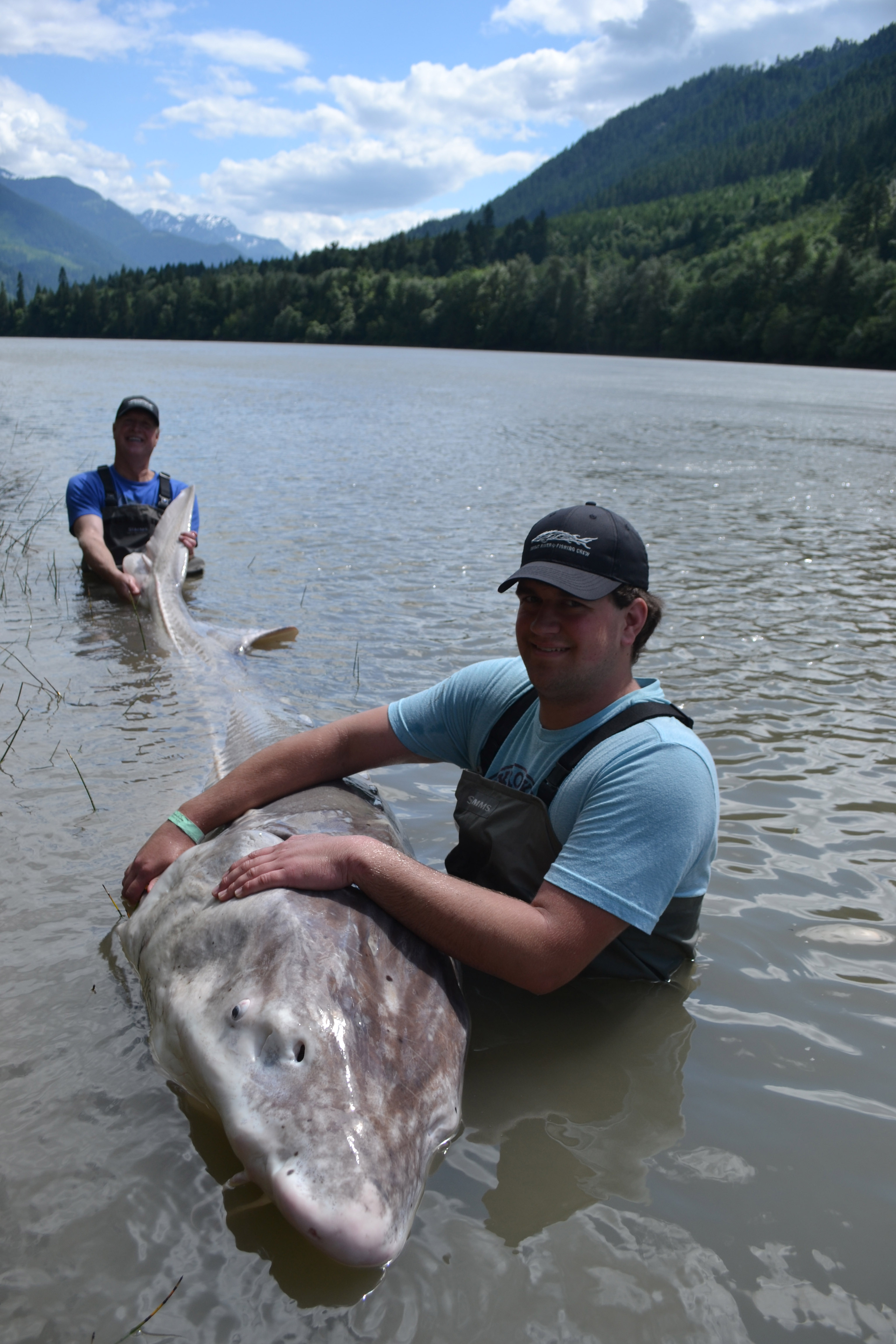 VIDEO: The one that didn't get away: Massive sturgeon caught in Fraser River | iNFOnews.ca