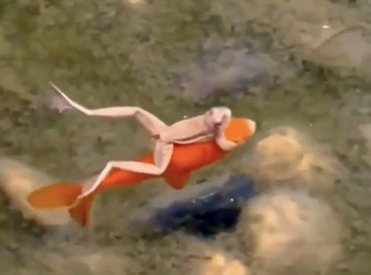TRENDING NOW: Frog takes a ride on a goldfish | iNFOnews.ca TRENDING NOW: Frog takes a ride on a goldfish | iNFOnews.ca